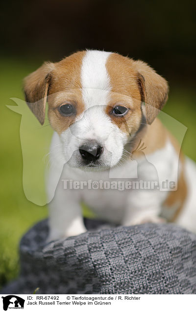 Jack Russell Terrier Welpe im Grnen / Jack Russell Terrier Puppy in the countryside / RR-67492