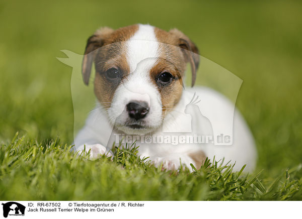 Jack Russell Terrier Welpe im Grnen / Jack Russell Terrier Puppy in the countryside / RR-67502