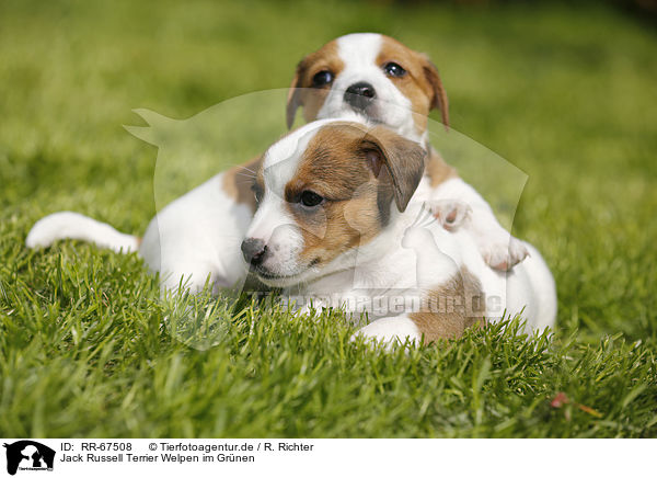 Jack Russell Terrier Welpen im Grnen / Jack Russell Terrier Puppies in the countryside / RR-67508