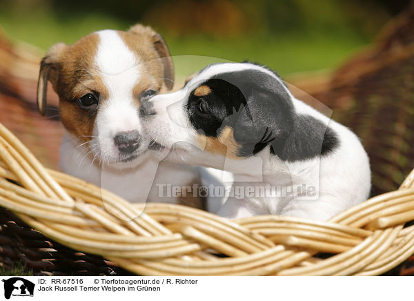 Jack Russell Terrier Welpen im Grnen / Jack Russell Terrier Puppies in the countryside / RR-67516