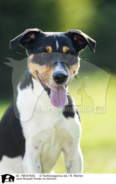 Jack Russell Terrier im Grnen / RR-67850