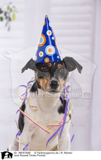 Jack Russell Terrier Portrait / RR-67888
