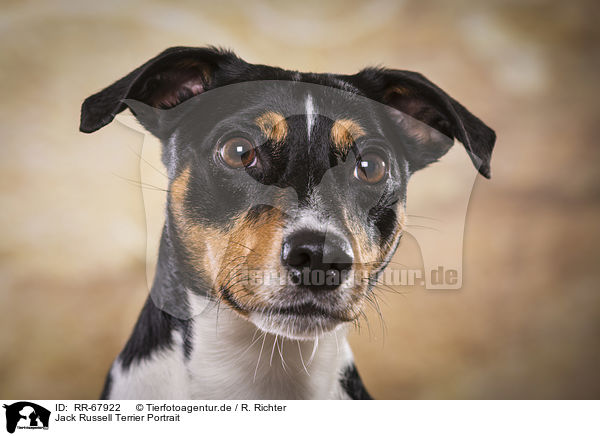 Jack Russell Terrier Portrait / RR-67922