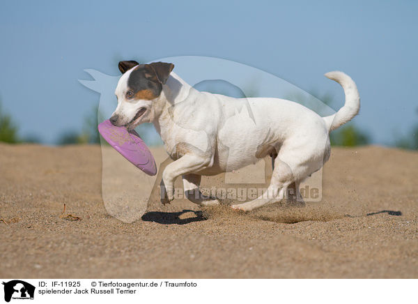 spielender Jack Russell Terrier / IF-11925