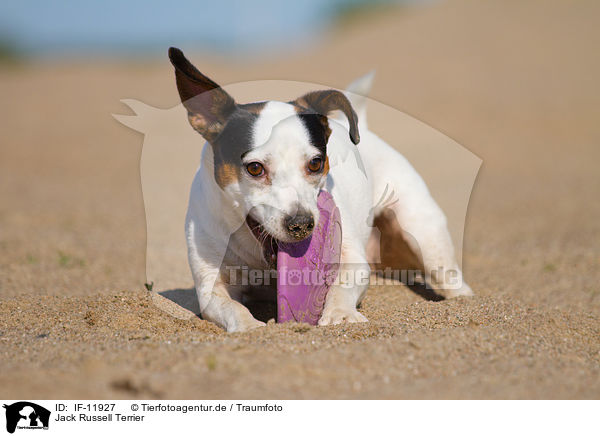 Jack Russell Terrier / IF-11927