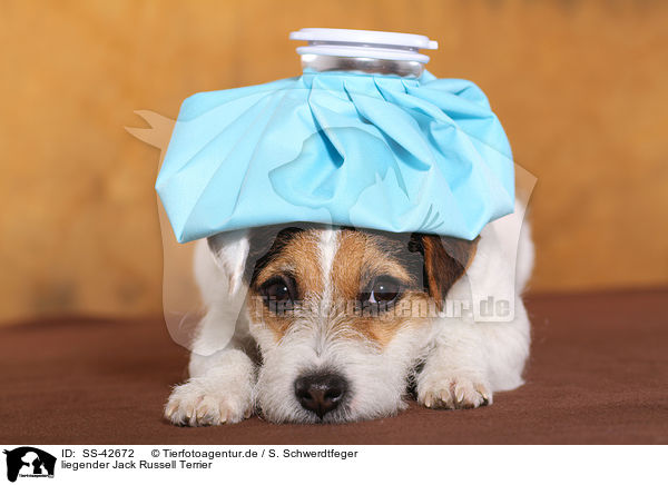 liegender Jack Russell Terrier / SS-42672