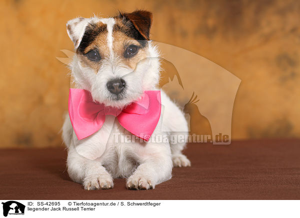 liegender Jack Russell Terrier / SS-42695