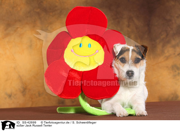 ser Jack Russell Terrier / SS-42699