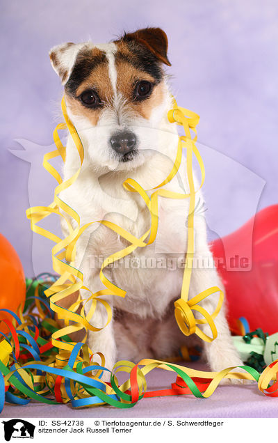 sitzender Jack Russell Terrier / SS-42738