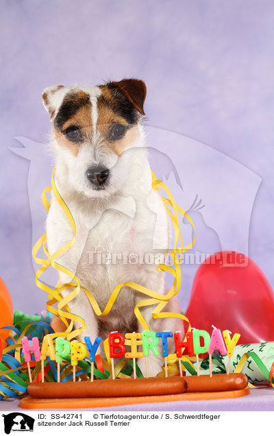 sitzender Parson Russell Terrier / sitting Parson Russell Terrier / SS-42741