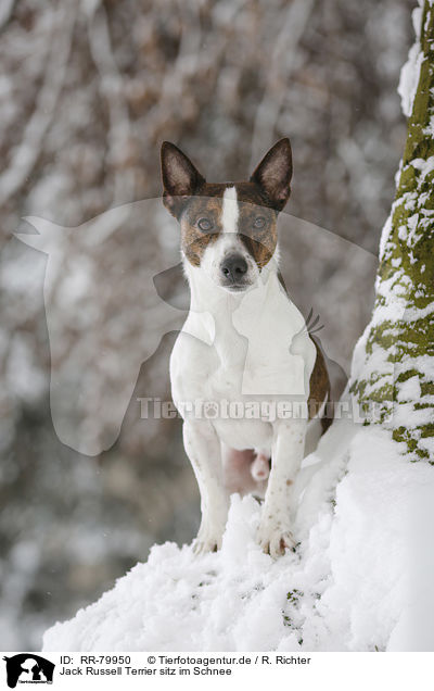 Jack Russell Terrier sitz im Schnee / RR-79950
