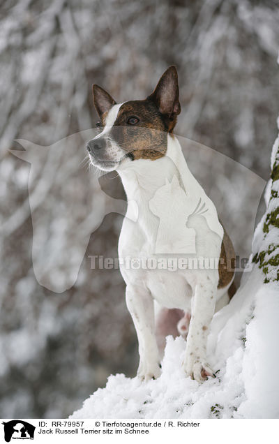 Jack Russell Terrier sitz im Schnee / Jack Russell Terrier sits in snow / RR-79957