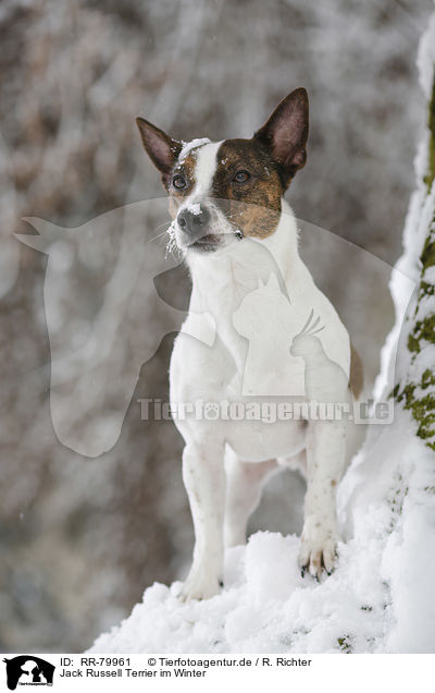 Jack Russell Terrier im Winter / Jack Russell Terrier in snow / RR-79961