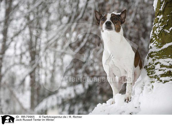 Jack Russell Terrier im Winter / Jack Russell Terrier in snow / RR-79965