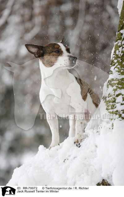 Jack Russell Terrier im Winter / Jack Russell Terrier in snow / RR-79972