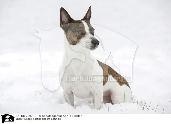 Jack Russell Terrier sitz im Schnee / Jack Russell Terrier sits in snow / RR-79973