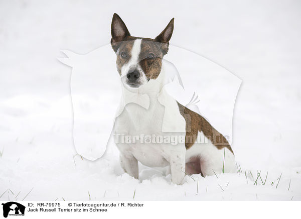 Jack Russell Terrier sitz im Schnee / Jack Russell Terrier sits in snow / RR-79975