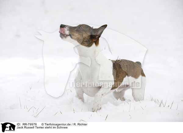 Jack Russell Terrier steht im Schnee / Jack Russell Terrier stays in snow / RR-79976