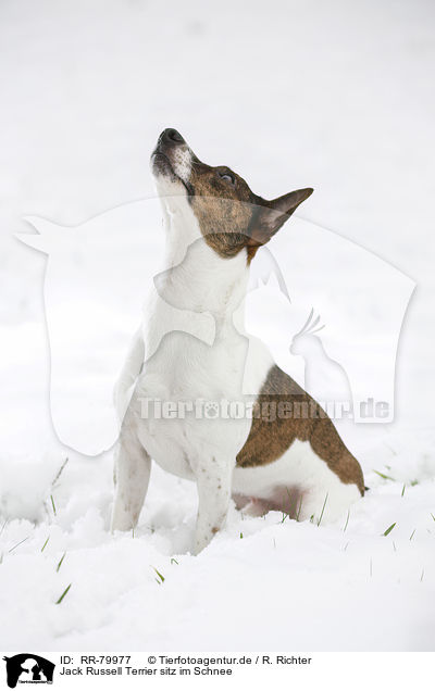 Jack Russell Terrier sitz im Schnee / Jack Russell Terrier sits in snow / RR-79977