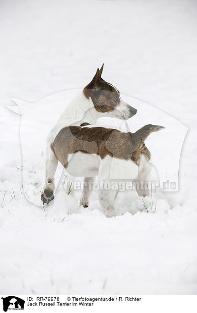 Jack Russell Terrier im Winter / Jack Russell Terrier in snow / RR-79978