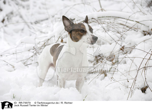Jack Russell Terrier im Winter / Jack Russell Terrier in snow / RR-79979