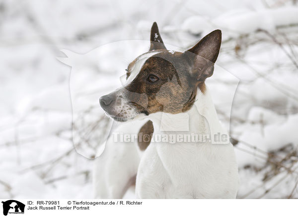 Jack Russell Terrier Portrait / Jack Russell Terrier Portrait / RR-79981