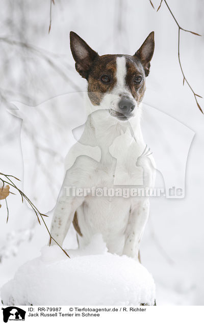 Jack Russell Terrier im Schnee / Jack Russell Terrier in snow / RR-79987
