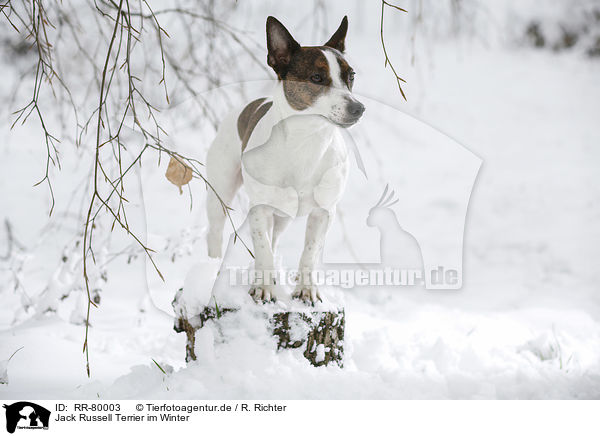 Jack Russell Terrier im Winter / Jack Russell Terrier in snow / RR-80003