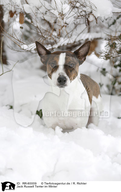Jack Russell Terrier im Winter / Jack Russell Terrier in snow / RR-80009