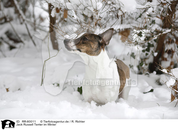 Jack Russell Terrier im Winter / Jack Russell Terrier in snow / RR-80011