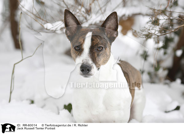 Jack Russell Terrier Portrait / Jack Russell Terrier Portrait / RR-80014