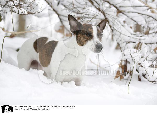 Jack Russell Terrier im Winter / Jack Russell Terrier in snow / RR-80016