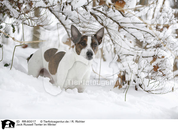 Jack Russell Terrier im Winter / Jack Russell Terrier in snow / RR-80017