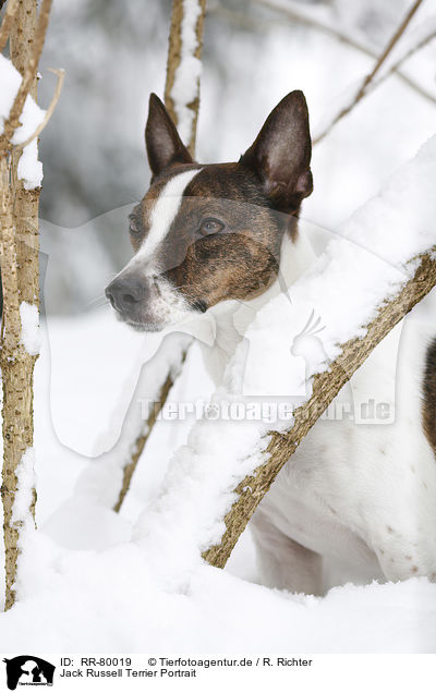 Jack Russell Terrier Portrait / Jack Russell Terrier Portrait / RR-80019