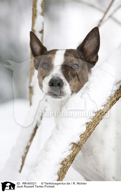 Jack Russell Terrier Portrait / Jack Russell Terrier Portrait / RR-80021
