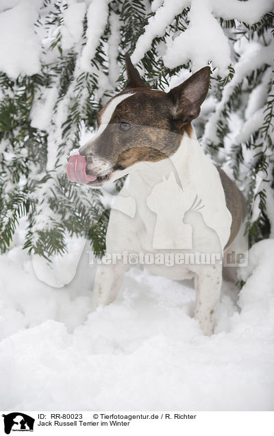 Jack Russell Terrier im Winter / Jack Russell Terrier in snow / RR-80023