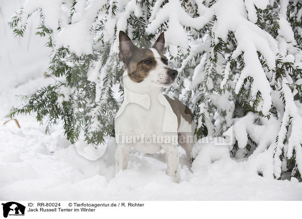 Jack Russell Terrier im Winter / Jack Russell Terrier in snow / RR-80024