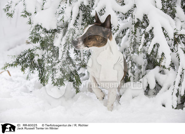 Jack Russell Terrier im Winter / Jack Russell Terrier in snow / RR-80025