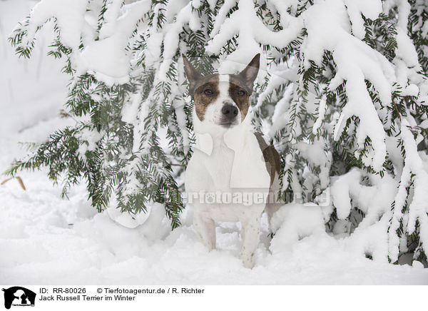 Jack Russell Terrier im Winter / Jack Russell Terrier in snow / RR-80026