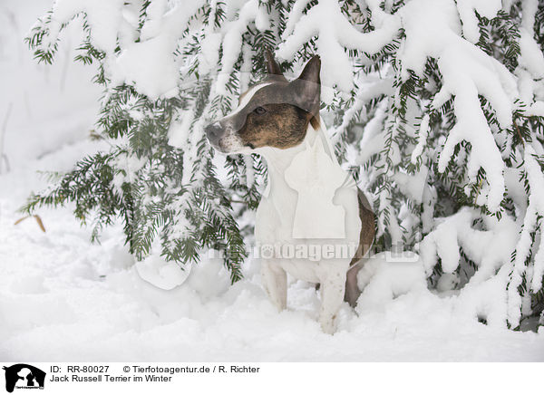 Jack Russell Terrier im Winter / Jack Russell Terrier in snow / RR-80027