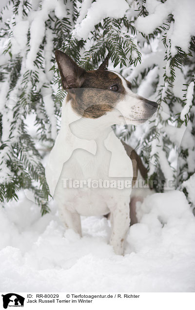 Jack Russell Terrier im Winter / Jack Russell Terrier in snow / RR-80029