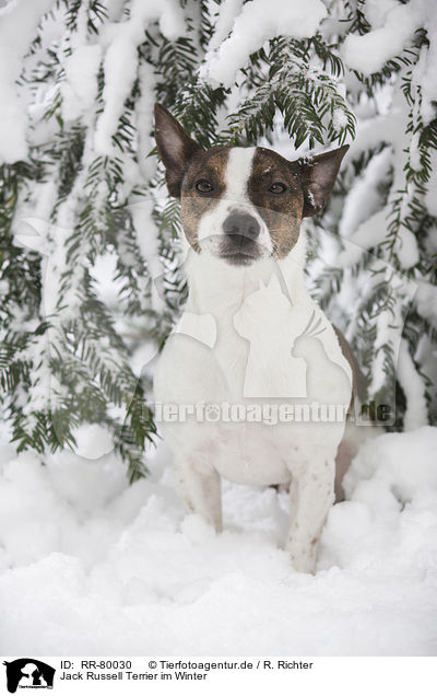 Jack Russell Terrier im Winter / Jack Russell Terrier in snow / RR-80030