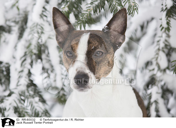 Jack Russell Terrier Portrait / Jack Russell Terrier Portrait / RR-80032