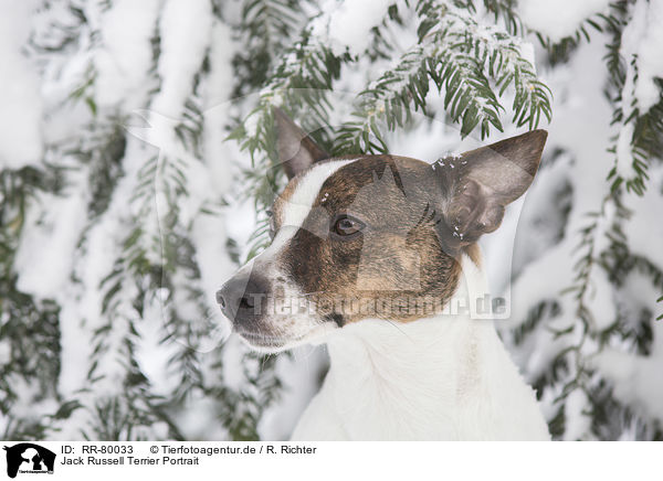 Jack Russell Terrier Portrait / Jack Russell Terrier Portrait / RR-80033