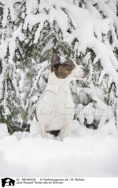 Jack Russell Terrier sitz im Schnee / Jack Russell Terrier sits in snow / RR-80039
