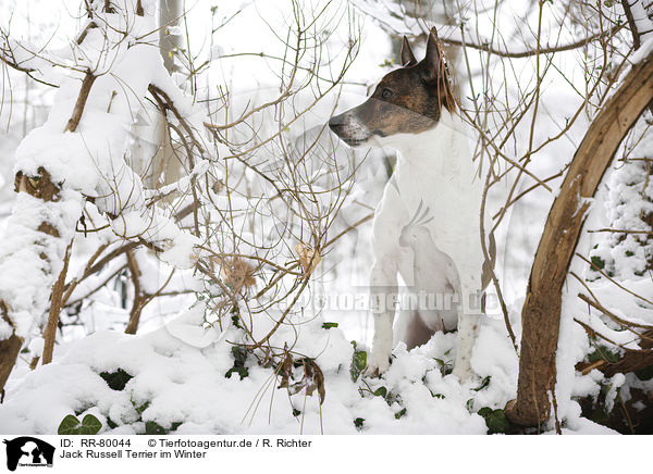 Jack Russell Terrier im Winter / Jack Russell Terrier in snow / RR-80044