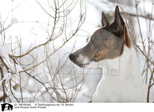 Jack Russell Terrier Portrait / Jack Russell Terrier Portrait / RR-80045