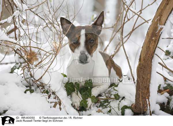 Jack Russell Terrier liegt im Schnee / RR-80050
