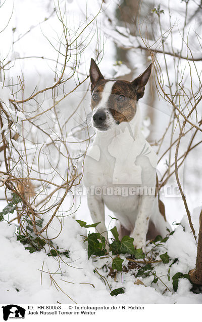 Jack Russell Terrier im Winter / Jack Russell Terrier in snow / RR-80053