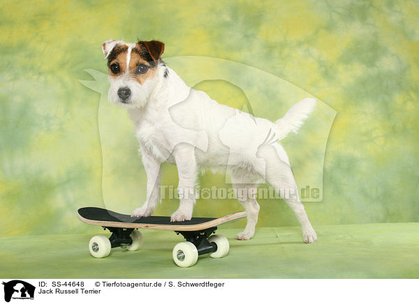 Parson Russell Terrier / Parson Russell Terrier / SS-44648